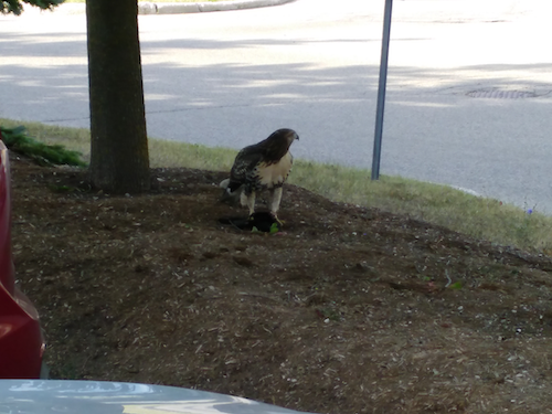 A hawk on a lawn.
