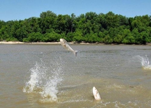 Asian carp leaping out of the water.