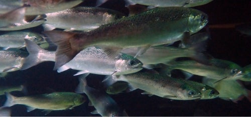 A close-up of salmon swimming.