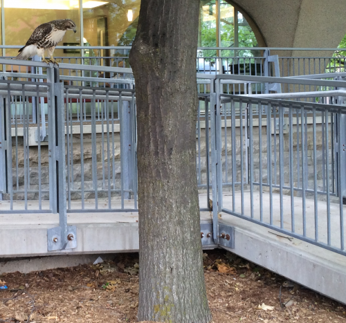 A hawk gazes intently at its squirrel prey outside of the Dana Porter Library.
