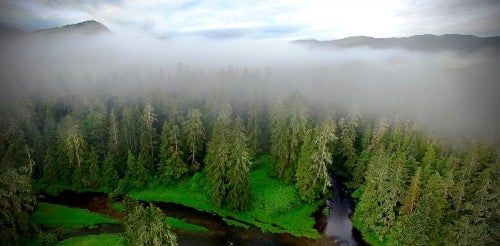 A fog-shrouded forest on Canada's west coast.