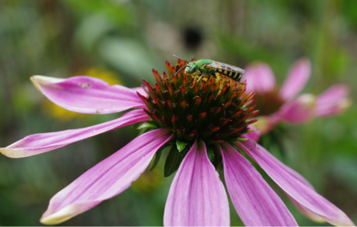 A metallic green bee doing its thing on a flower.