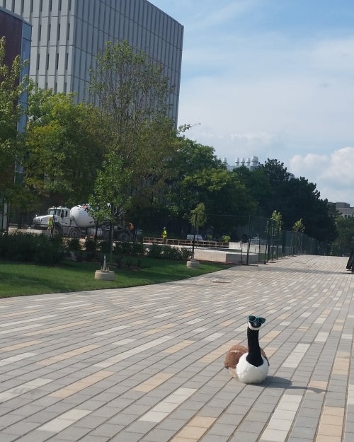 South Commons pathway with a plush goose sitting on it.