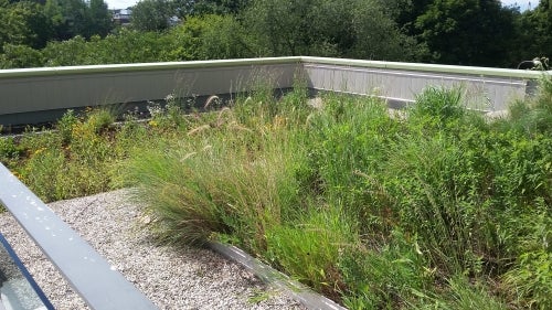 A close-up show of Environment 3's green roof.