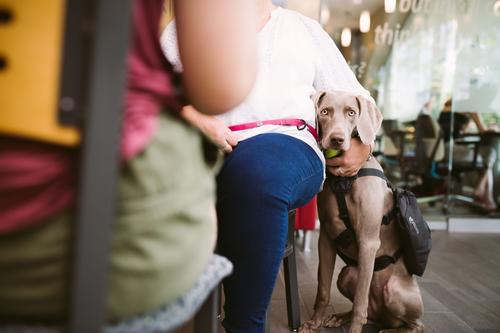 A service dog siting beside his owner looks into the camera.
