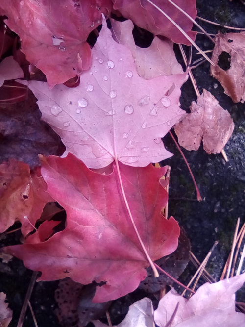 An image of red leaves with water droplets on them.