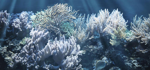 Coral living on the ocean floor.