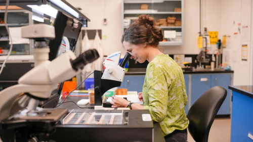 Dr. Julie Messier looks into a microscope in her lab.