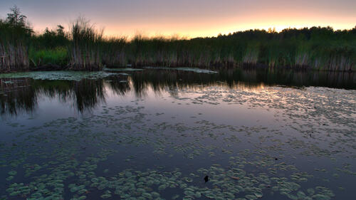 A peatlands environment at sunset.