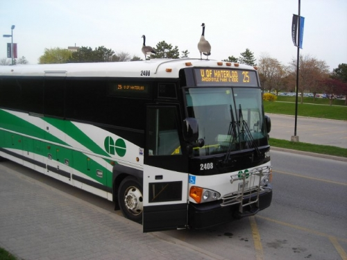 Canada Geese stand atop a GO Transit bus.