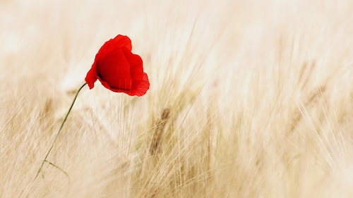 A single poppy bent in the wind.