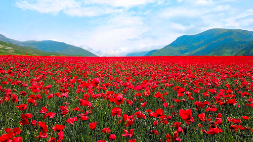 A field of poppies with mountains in the background.