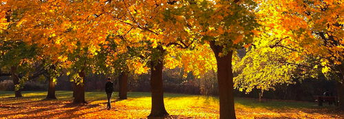 A student walks beneath trees, their leaves brightly coloured in a fall scene.