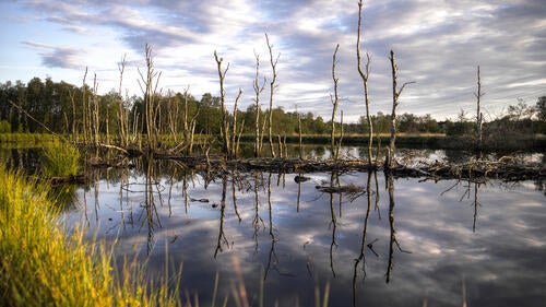 A panoramic photo of a swampy wetland.