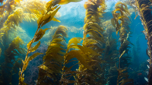 Seaweed growing underwater.