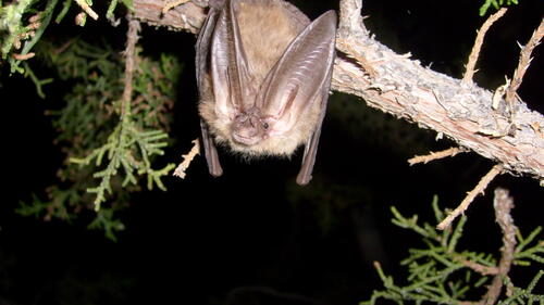 Townsend's Big-Eared Bat.