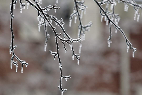 Ice covering tree branches