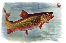 An illustration of a trout chasing a lure.