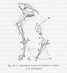 A patent illustration showing a prosthetic leg joint.