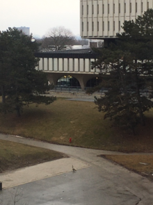 A lone goose in the Science Teaching Complex area.