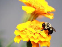 A bumblebee alights on a flower.