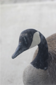 A Canada Goose eyes you suspiciously.