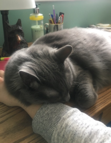 Logan the Cat rests on his owner's arm.