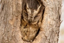 An owl rests within the hollow of a tree trunk.