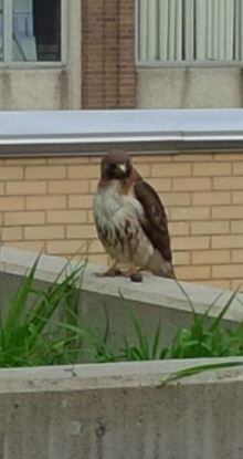 A hawk perches on the balcony at EIT.