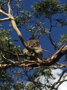 A koala bear.