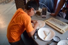 A child works to uncover a fossil.