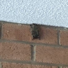 A small bat hanging on the brick wall.
