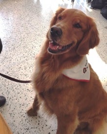 Gus the Therapy Dog.