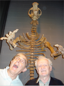 Earth Sciences Museum curator Peter Russell and Frank Brookfield pose with the assembled Cave Bear skeleton towering over them.