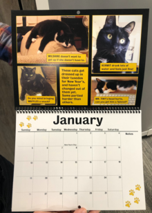A closeup of the January 2020 Good Buddies Calendar page showing a cat.