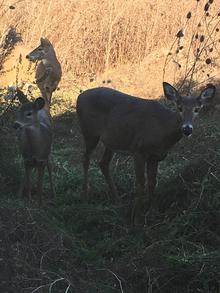 Three deer ruminating near Health Services.