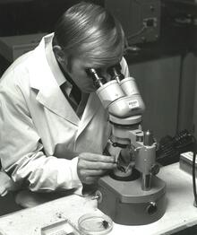 Dr. Downer looks into a microscope while operating on an insect.