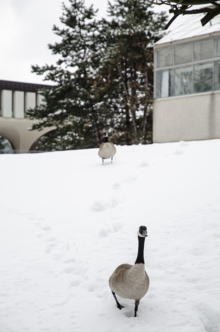 Canada Geese walk in the snow near the Biology greenhouses.