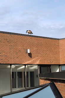 A goose looms over the Needles Hall patio.