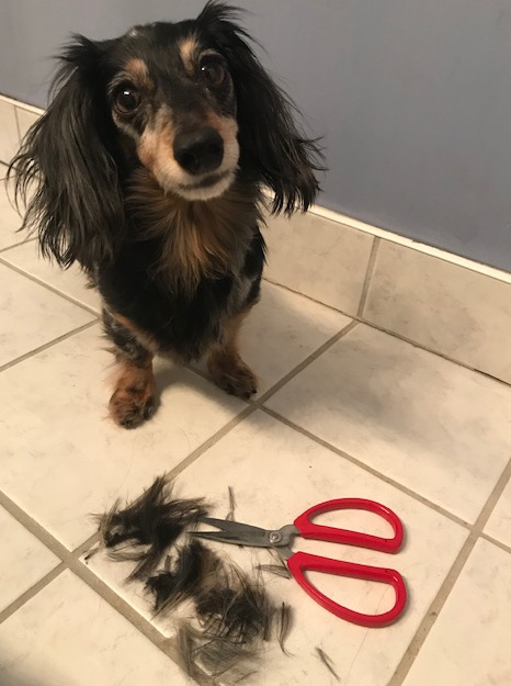 Rosie the dog stands with shears and some of her hair on the floor.