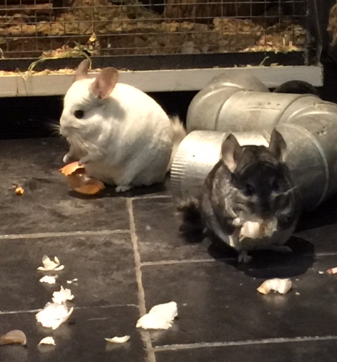 Violet and Daisy the Chinchillas chew on stuff in their cage.