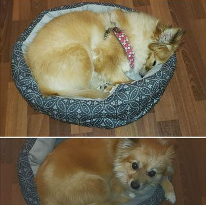 Foxy Cleopatra the Dog in her little doggie bed.