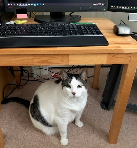 Bella the Cat under a computer desk.