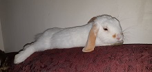 Spooky the Bunny stretches out on a couch.