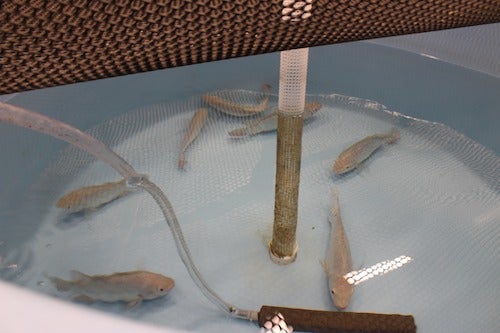 Tilapia swim in a tank in the WATER facility.