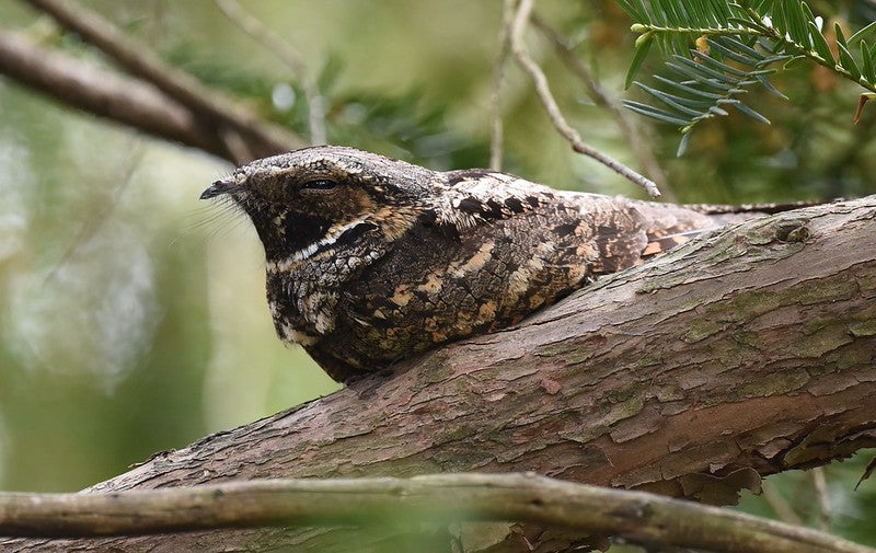 A mottled brown eastern whip-poor-will bird sits on a tree branch.