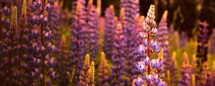 A field of Lupine plants.