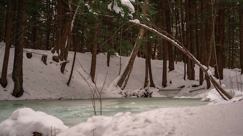 A wetland environment in winter.