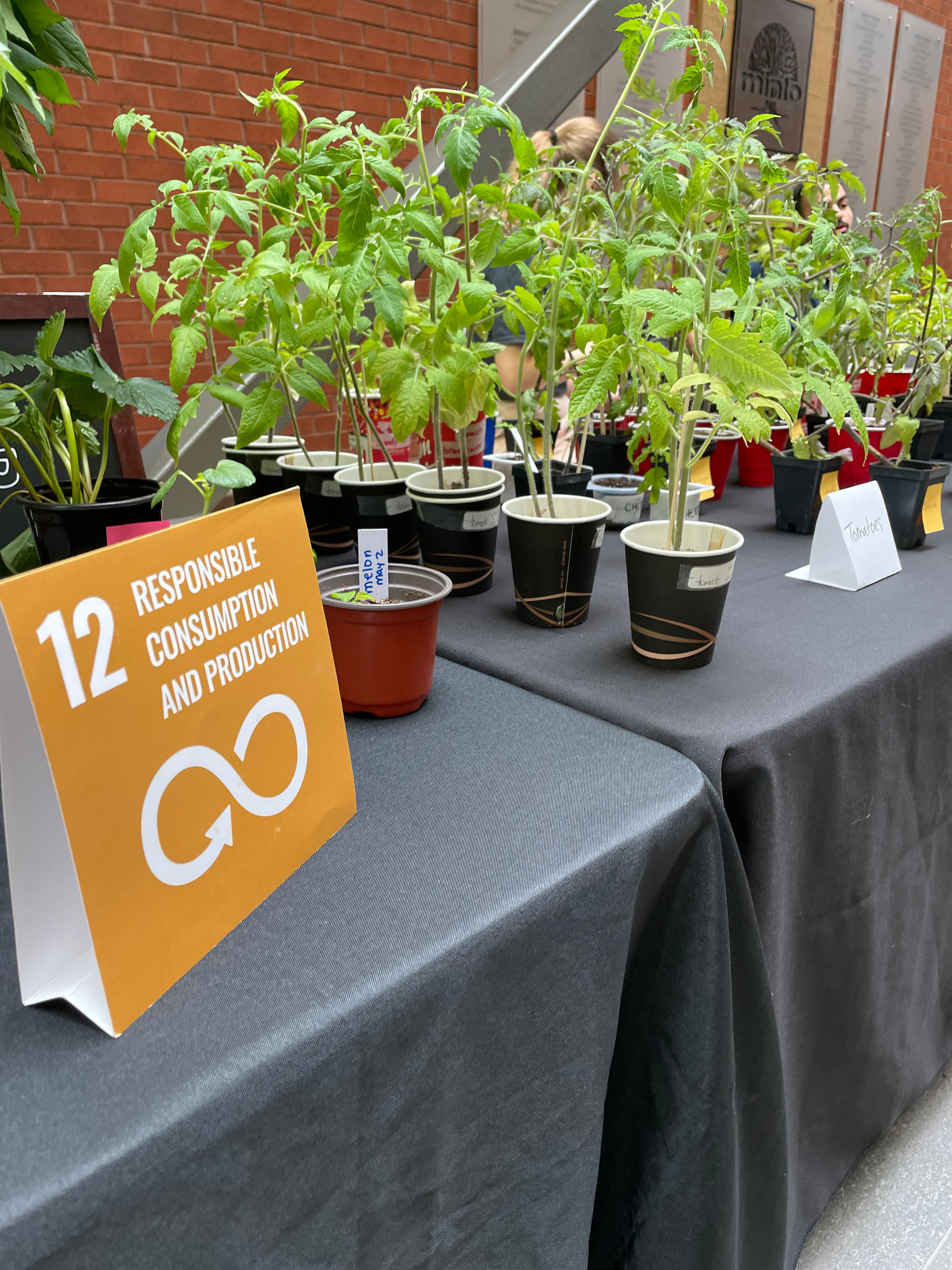 Seedlings in small cups with a sign that reads "responsible consuption and production."