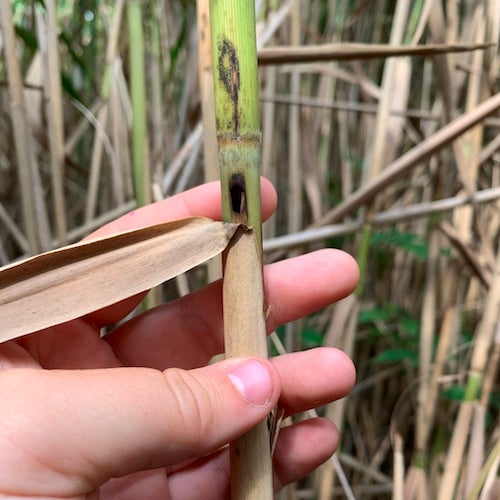 Moth-damaged phragmites stem.